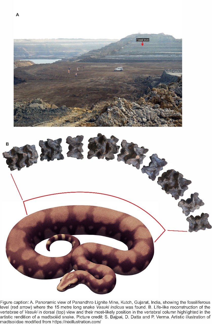 भारतीय प्रौद्योगिकी संस्थान रूड़की के शोधकर्ताओं ने गुजरात में प्राचीन विशालकाय सांप के जीवाश्म की खोज की
